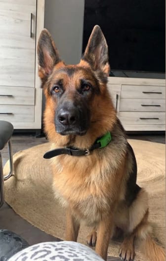 Customer photo review of PawGuardian - 12 Meses Sin Pulgas ni Garrapatas