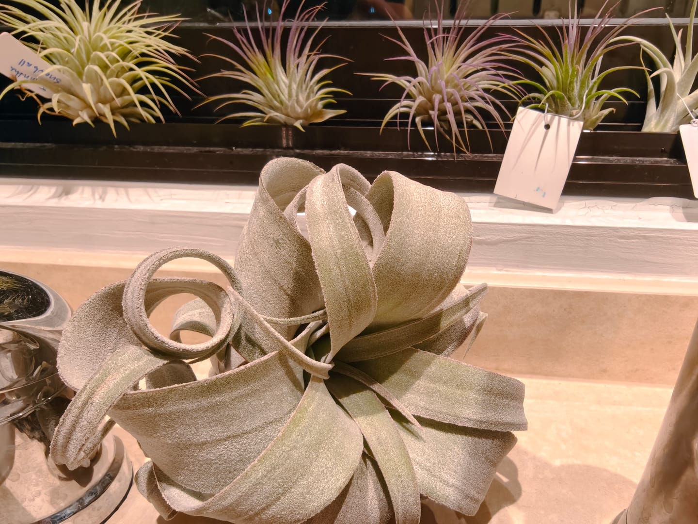 Customer photo review of Bea Correale  (chiapensis x streptophylla)