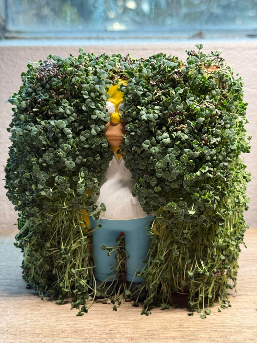 Customer photo review of Homer in the Bushes Chia