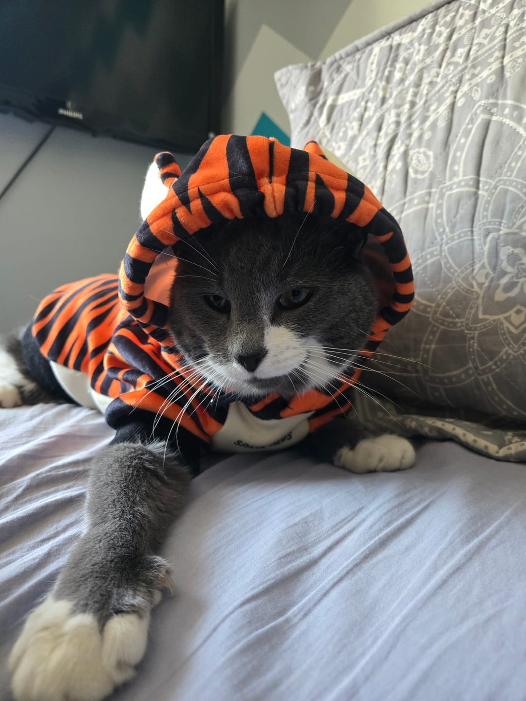 Customer photo review of Halloween Dog Hoodie - Tiger