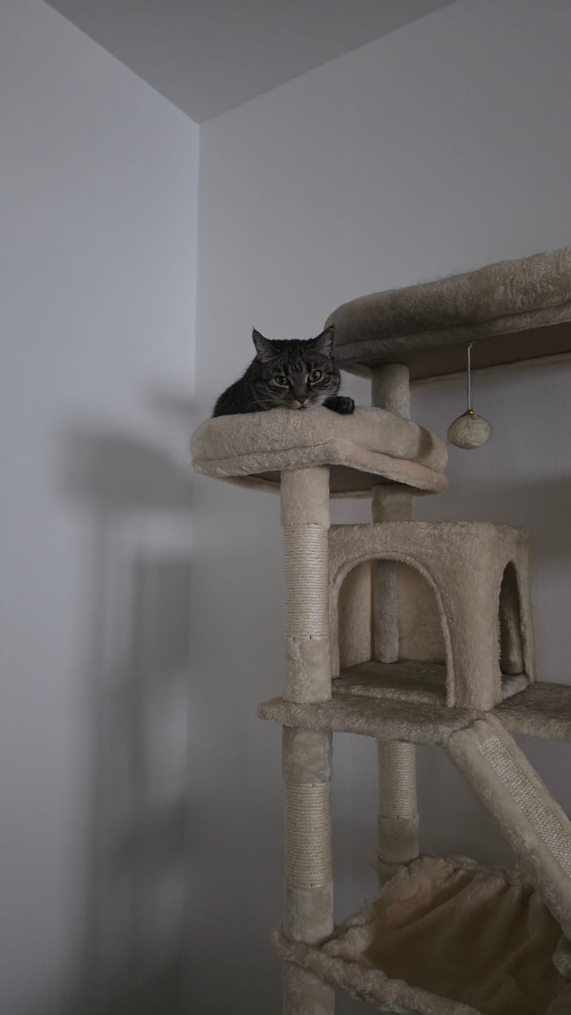 Customer photo review of Naturreines Katzenstreu Aktion