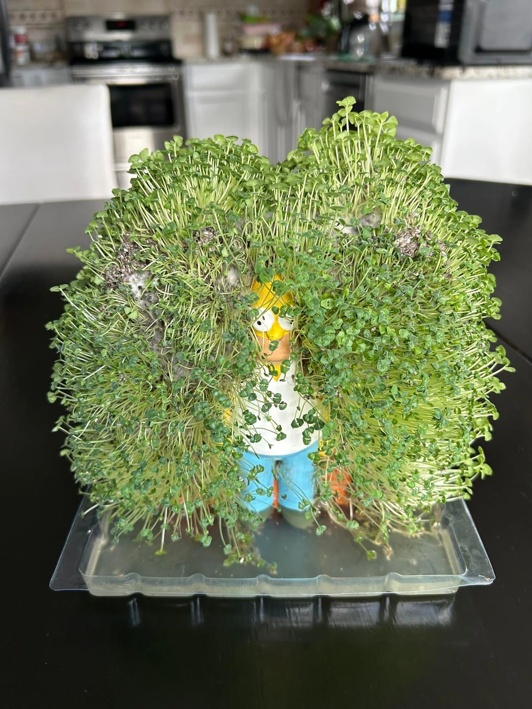 Customer photo review of Homer in the Bushes Chia