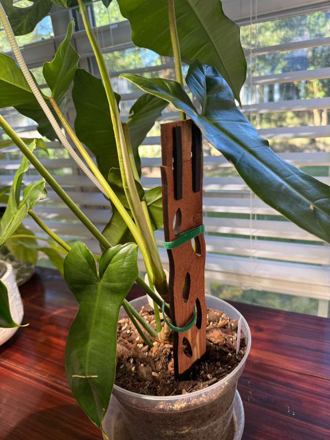 Customer photo review of Zella - Wooden Extendable Plant Support