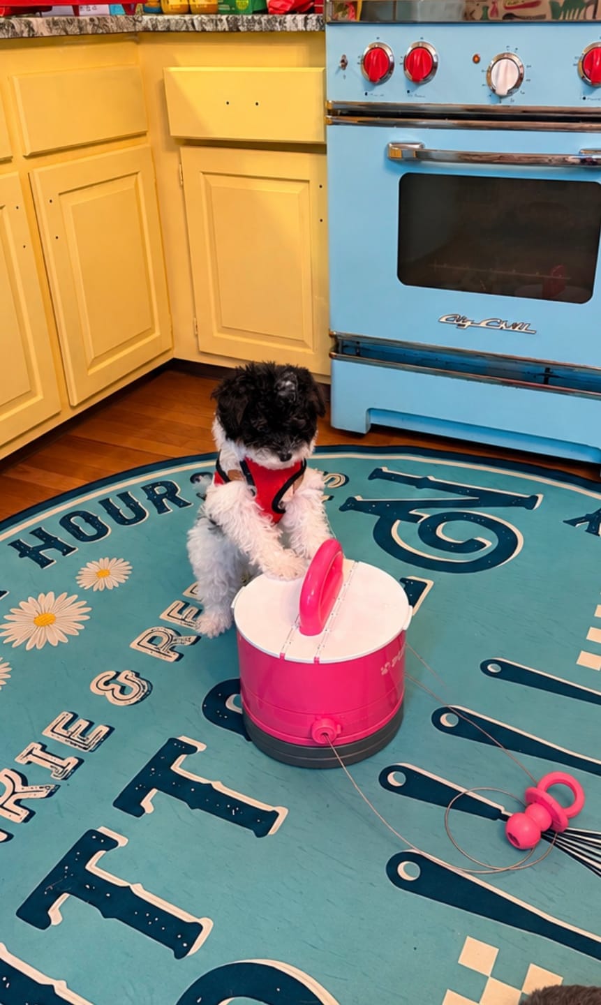 Customer photo review of Pup Stack