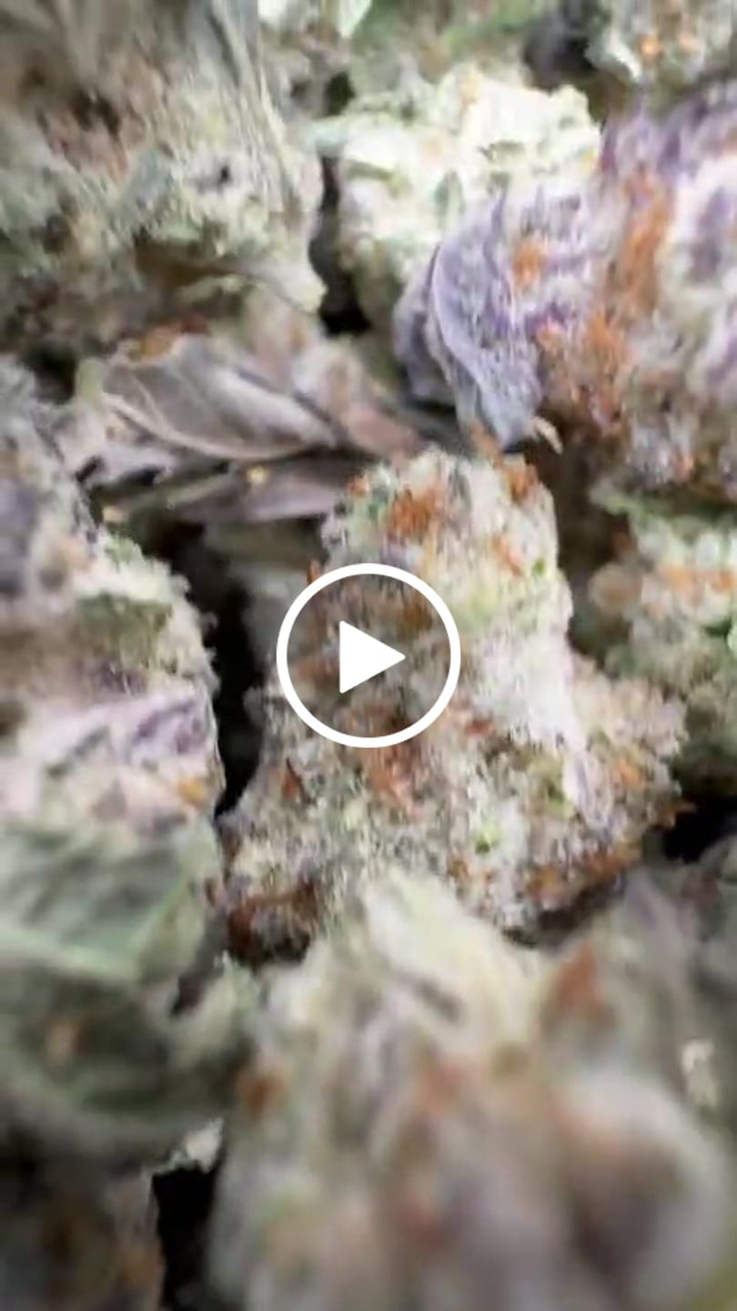 Customer video review of Cheap THCA Smalls Quarter Pound