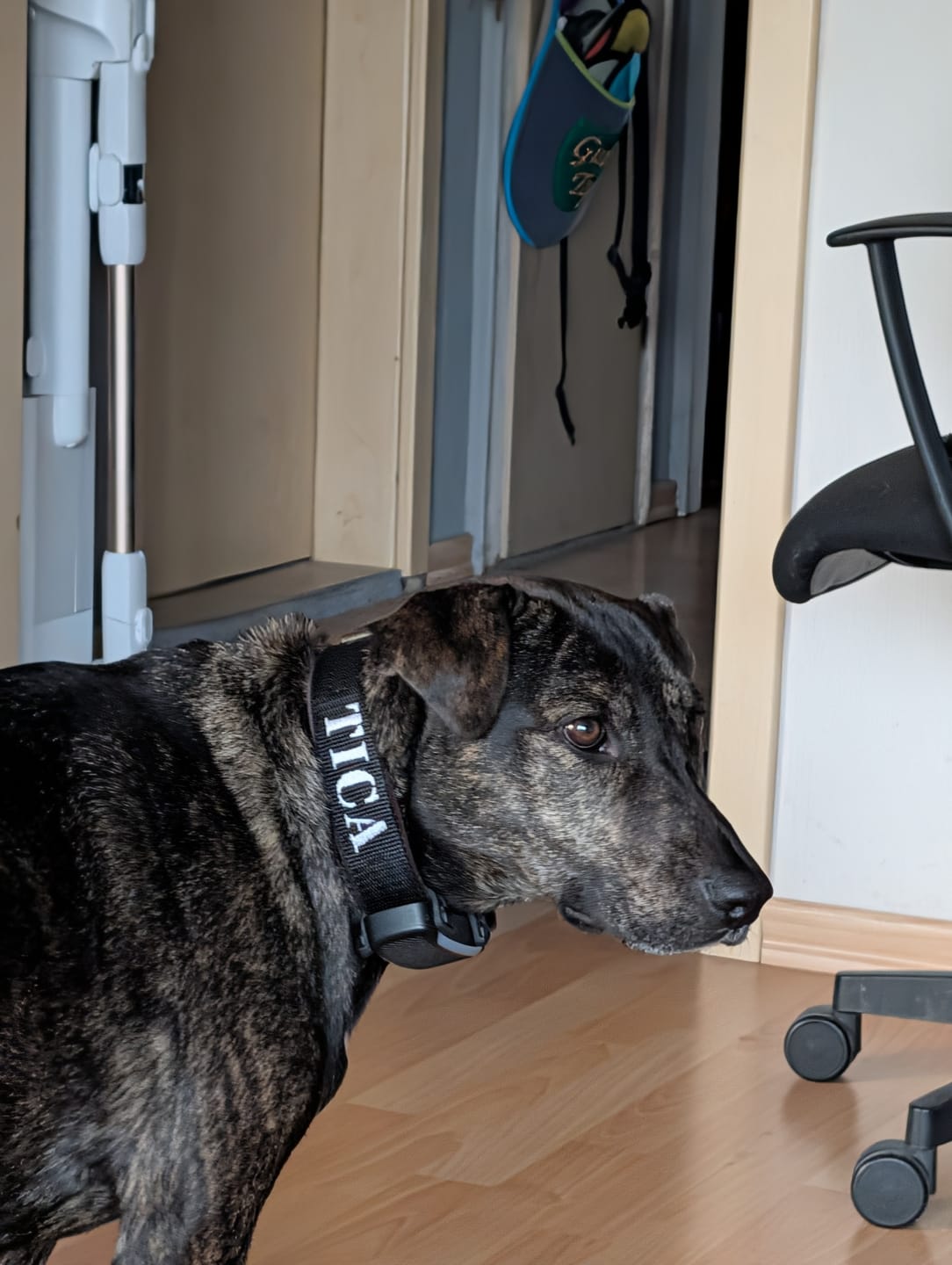 Customer photo review of Hundhalsband med namn