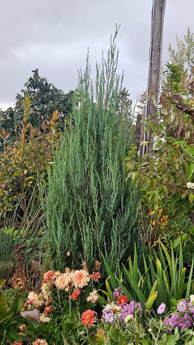 Customer photo review of Blue Arrow Rocky Mountain Juniper
