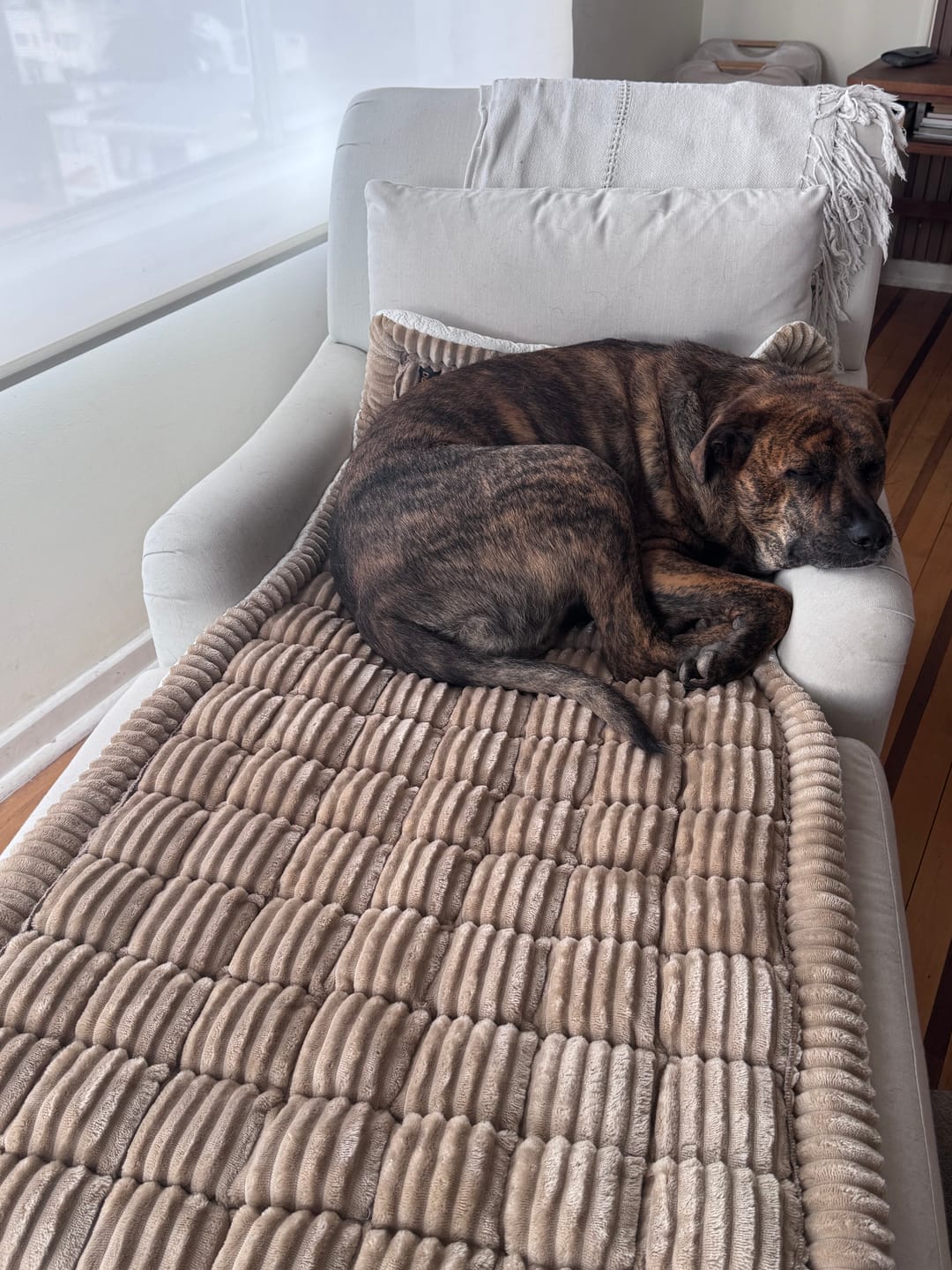 Customer photo review of Majestuoso · Protector Premium para Sofá