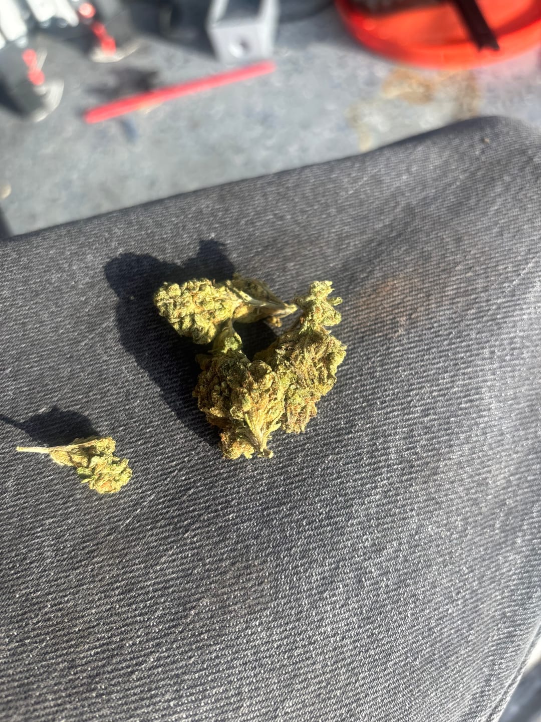 Customer photo review of Watermelon Runtz - Bulk - Indica