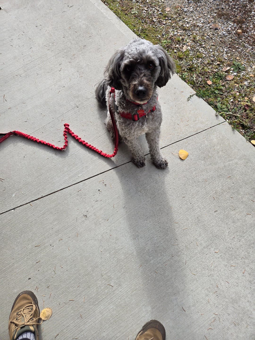 Customer photo review of SafeWalk® No-Pull Dog Harness