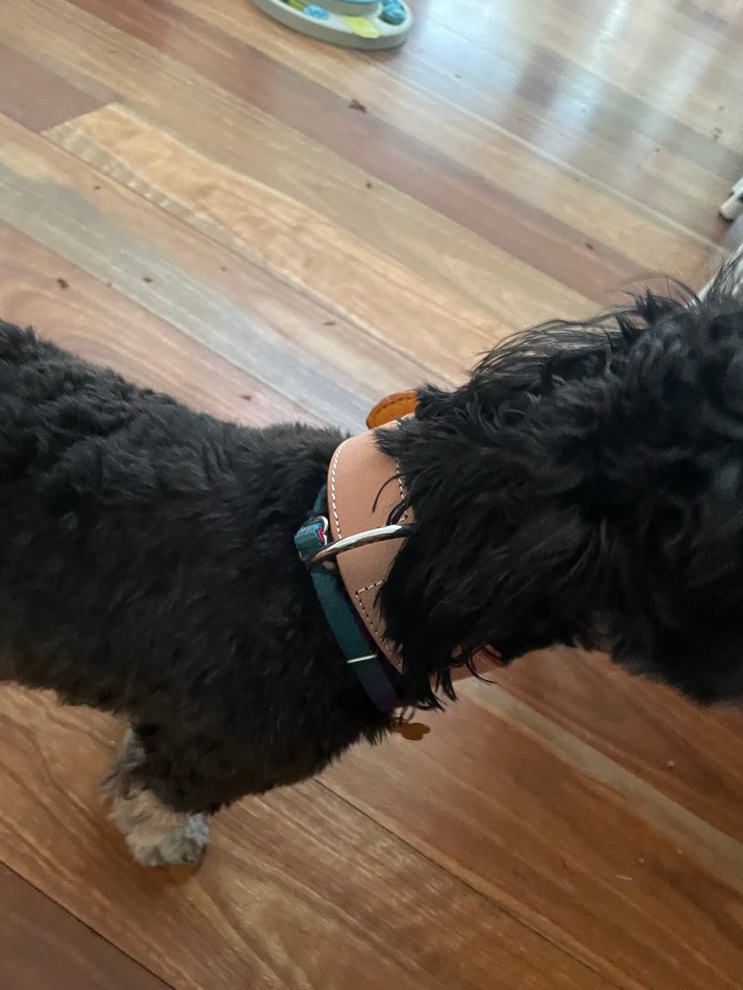 Customer photo review of Hand Made Leather Dog Collar - Classic Buckskin & Chrome (Regular Fit)