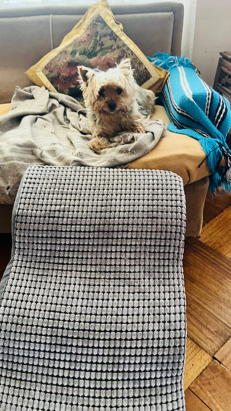 Customer photo review of Rampa Pendiente Suave THE DOGS