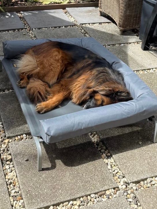 Customer photo review of Outdoor Elevated Dog Bed - Pet Trampoline