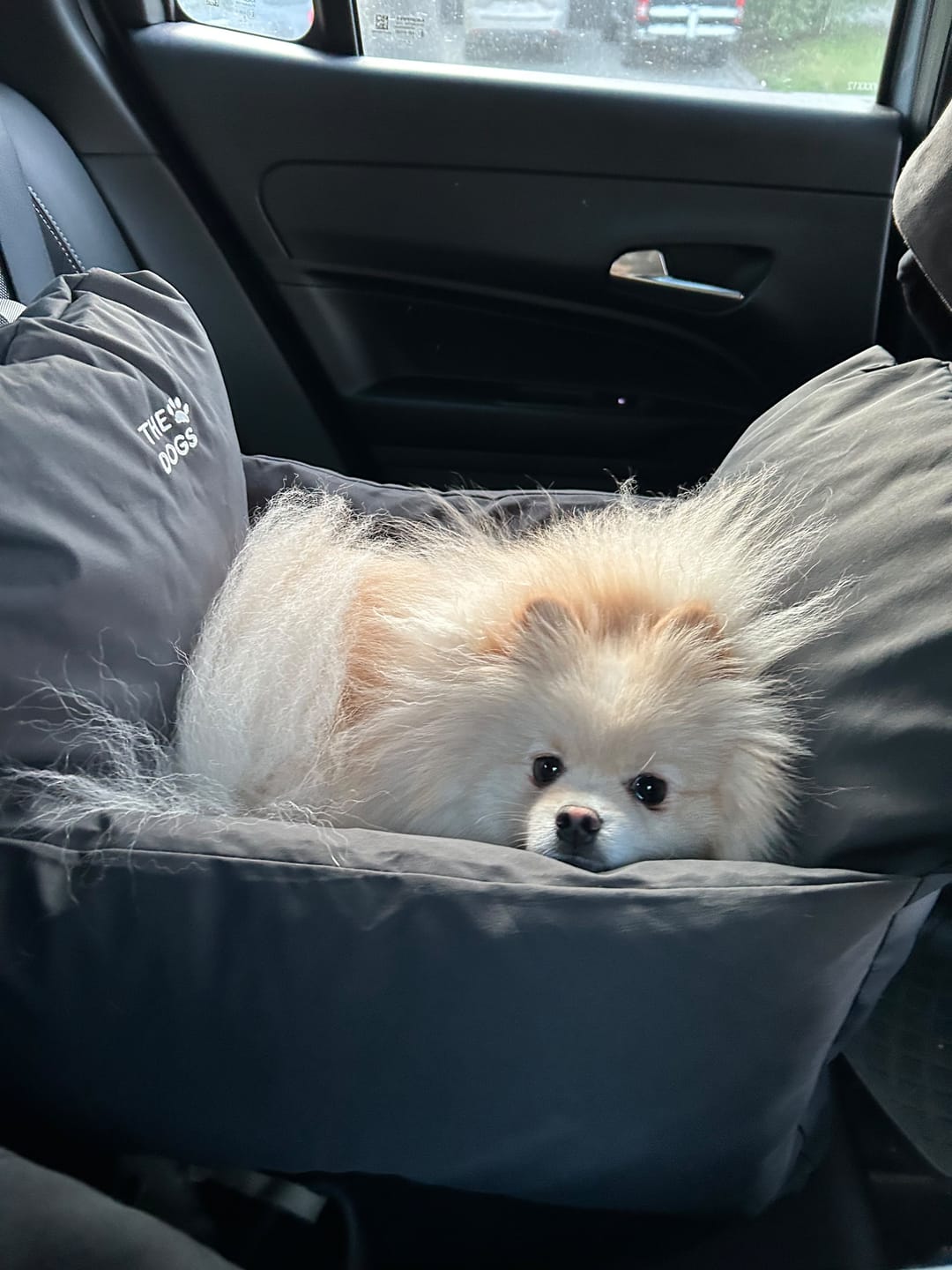 Customer photo review of Asiento Primera Clase THE DOGS — Viajes seguros y cómodos