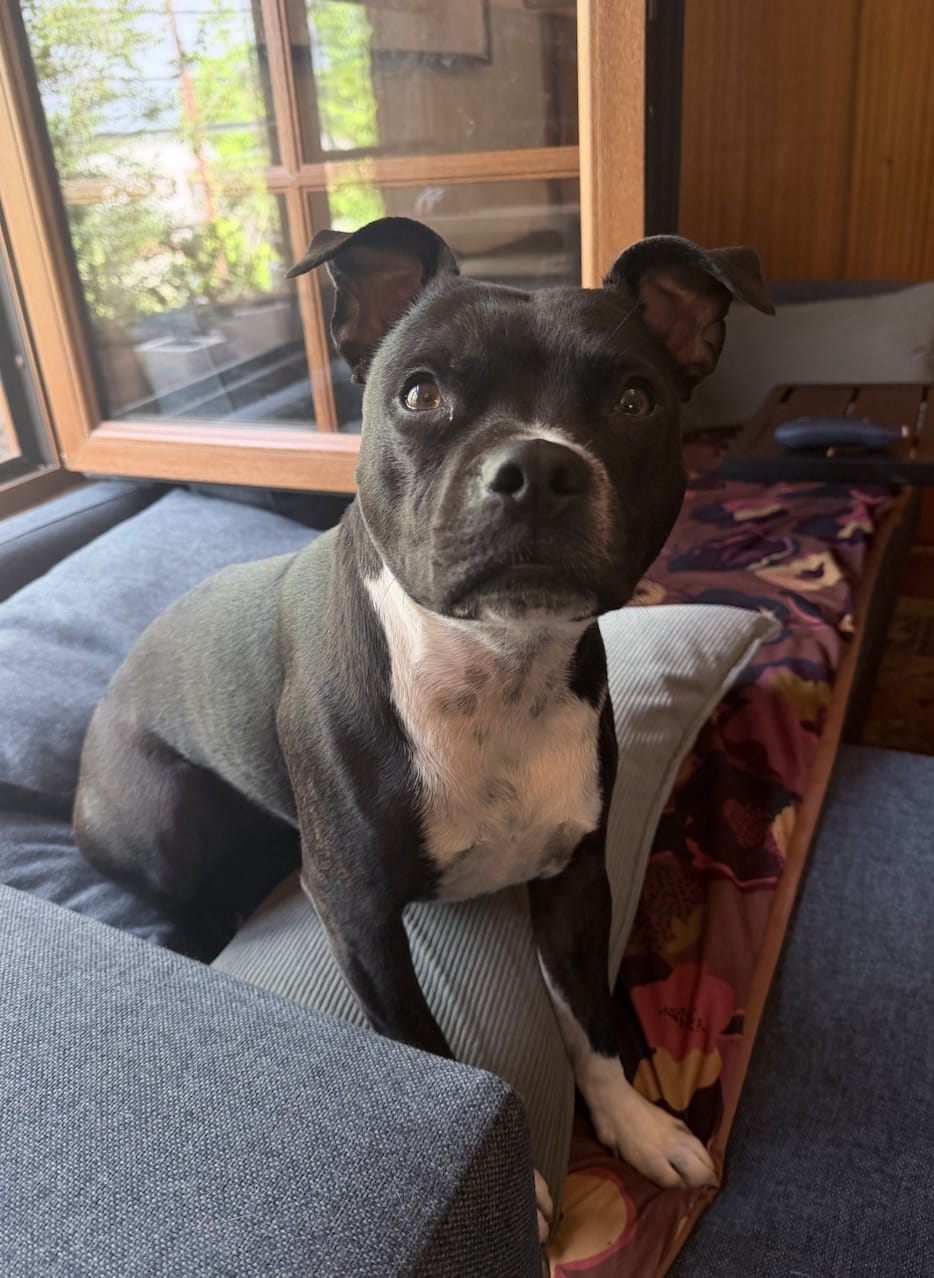 Customer photo review of PetFamily Foods Grain Free