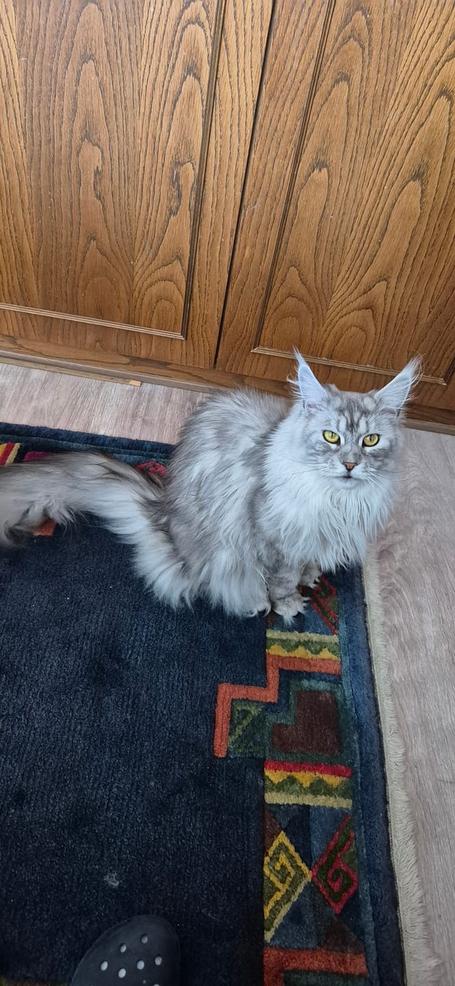 Customer photo review of Katzenstreu (Angebot)