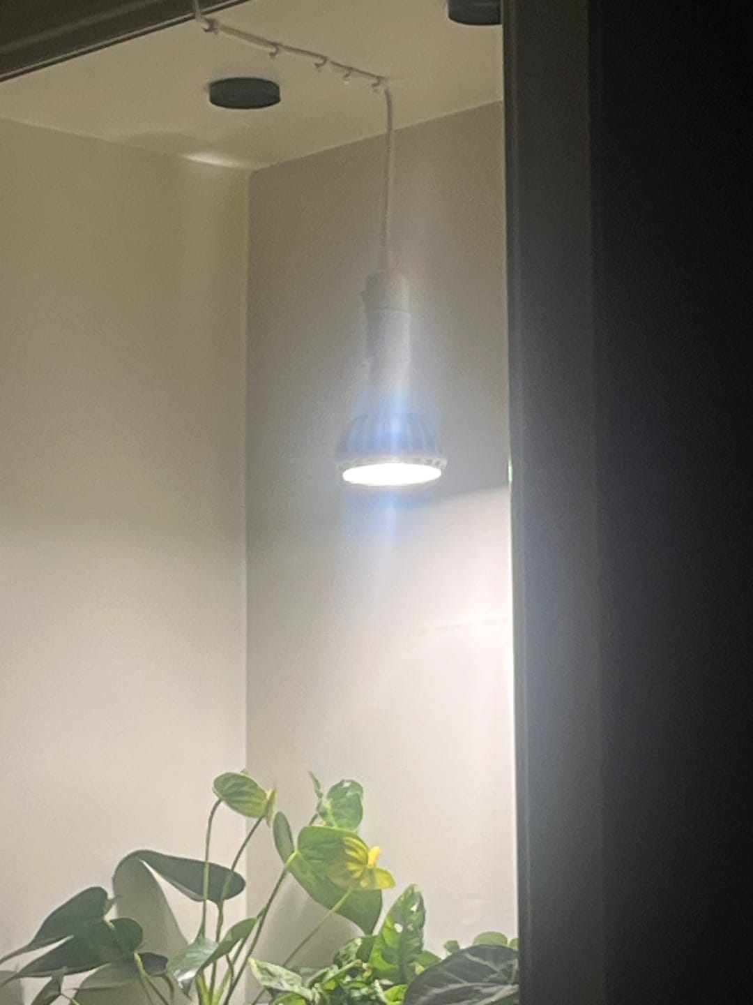 Customer photo review of Pianta Grow Light and Enna Plug-in Ceiling Pendant Bundle