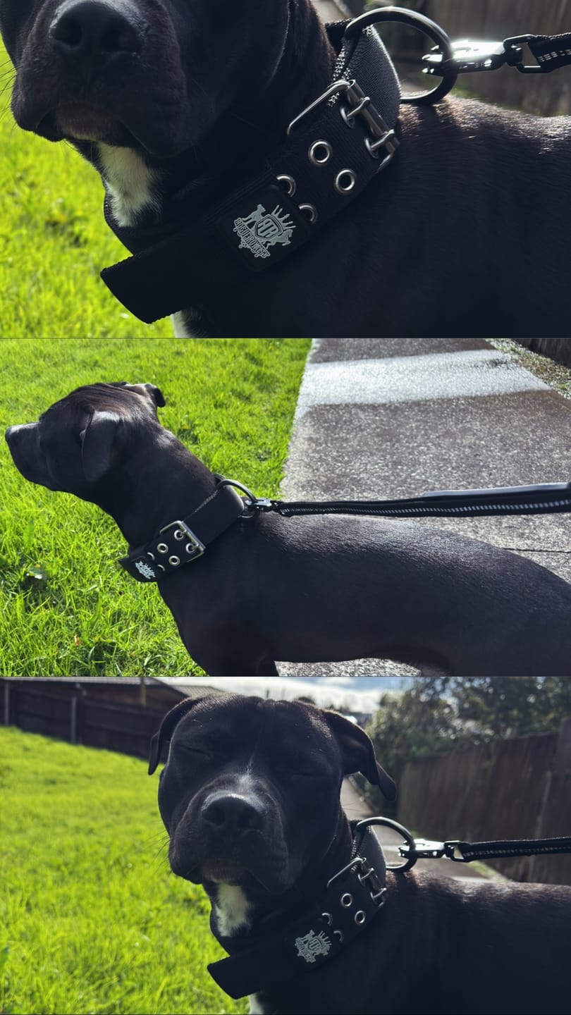 Customer photo review of SUPATUFF® Strong Dog Collar Black (Wide Fit)