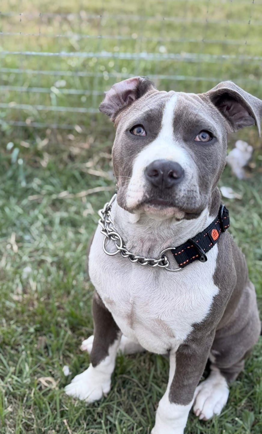 Customer photo review of Martingale Collar
