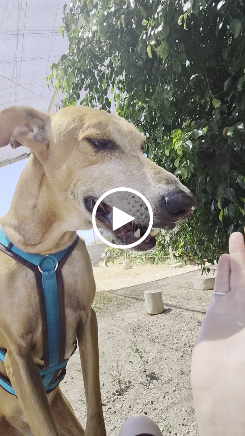 Customer video review of Anny X Dog Harness SAFETY | No Escape