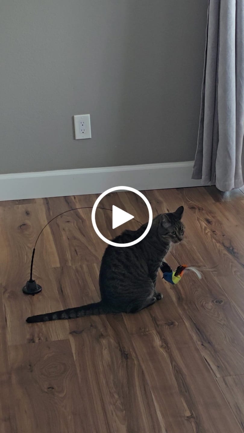 Customer video review of Interactive Bird Simulation Cat Toy Set