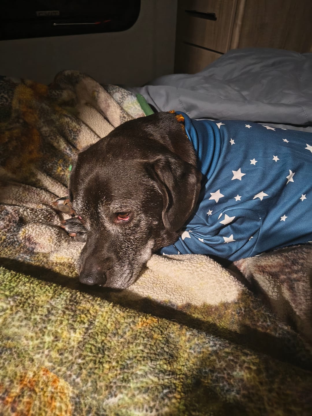Customer photo review of Dog Pajama - Stars