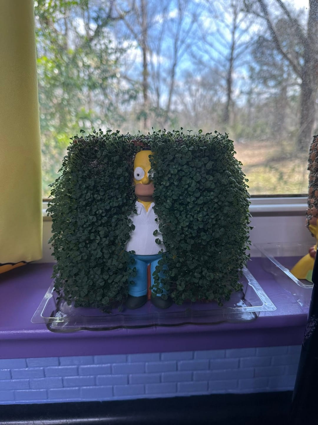 Customer photo review of Homer in the Bushes Chia