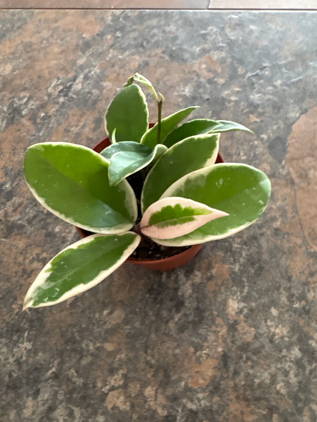 Customer photo review of Hoya Carnosa ‘Krimson Queen' in 4" Grow Pot – Tricolor Variegated Hoya Plant – Easy Care Trailing Houseplant - Air Purifying Indoor Plant - Tropical Houseplant - Easy Care Plant