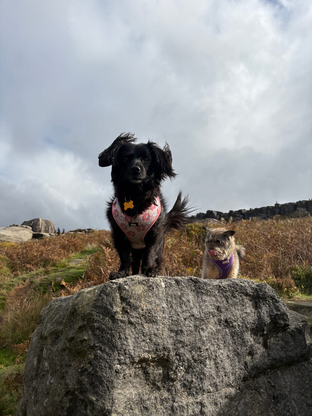 Customer photo review of Adjustable Dog Harness - Pigasus