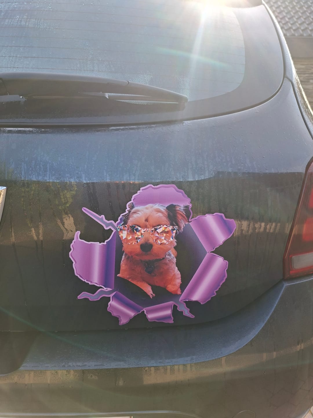 Customer photo review of Autocollant pour voiture personnalisé - Photo animal curieux