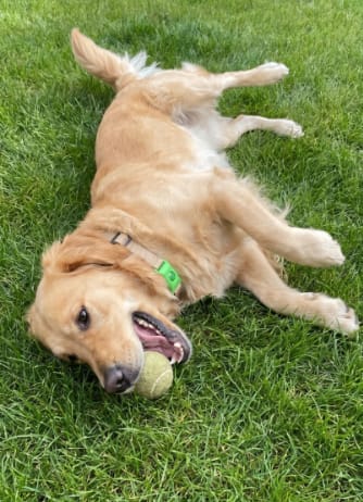 Customer photo review of PawGuardian - 12 Meses Sin Pulgas ni Garrapatas