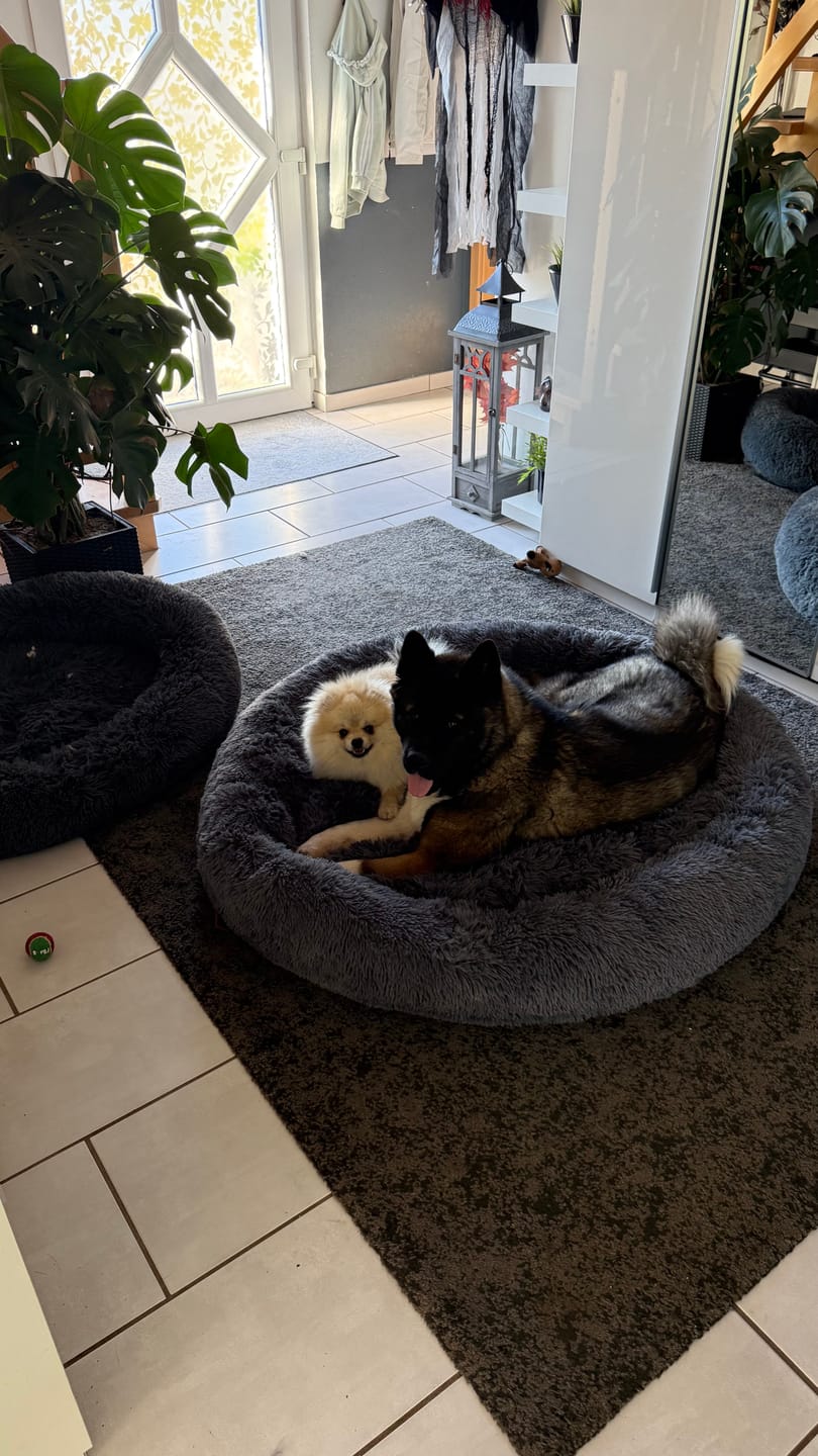 Customer photo review of Belune® Hundebett mit waschbarem Bezug