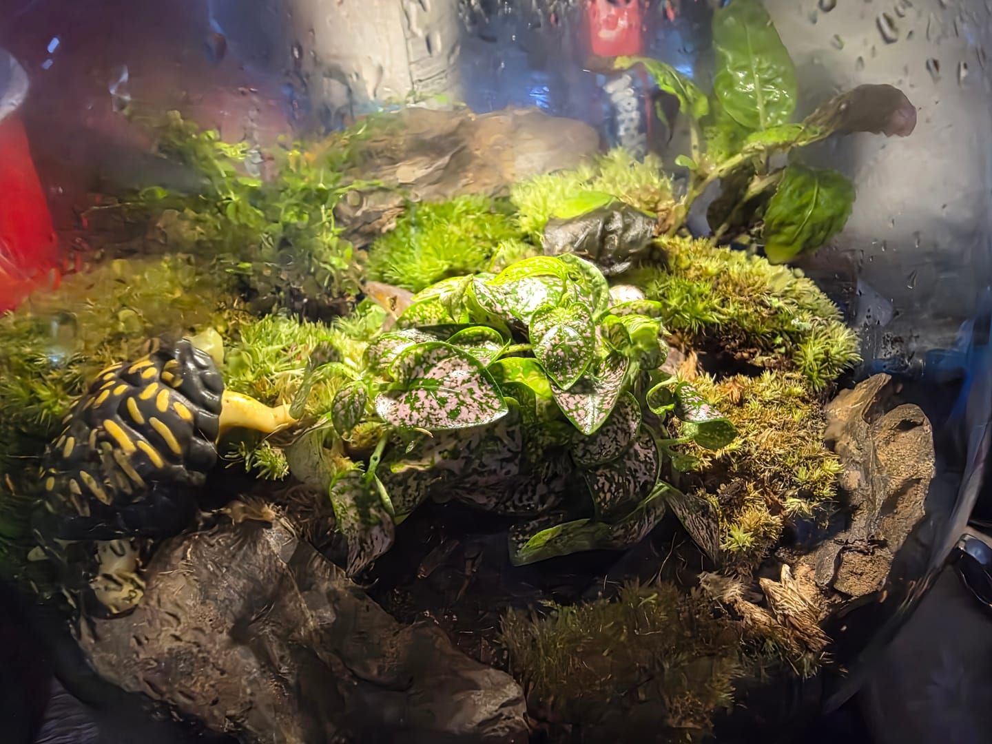 Customer photo review of Light Up Terrarium Kit