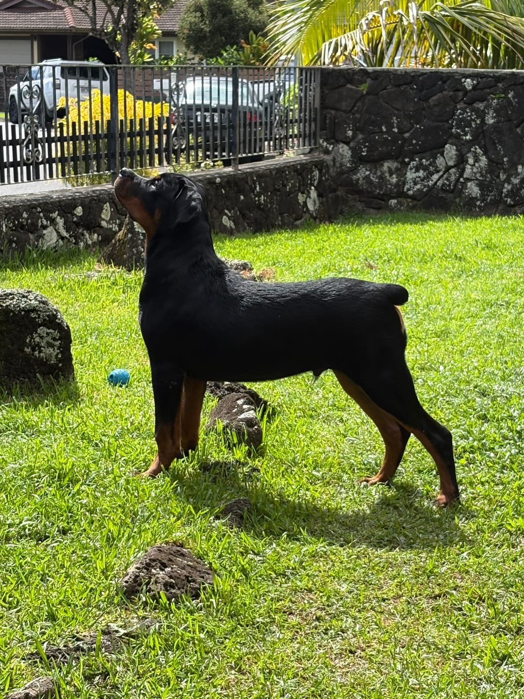 Customer photo review of Matching Black 6' Bully Proof Leash