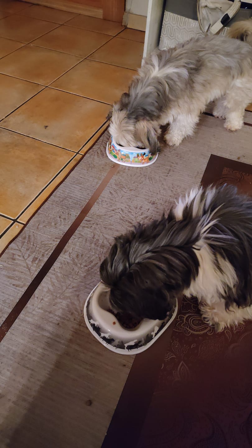 Customer photo review of PetFamily Foods Razas Pequeñas