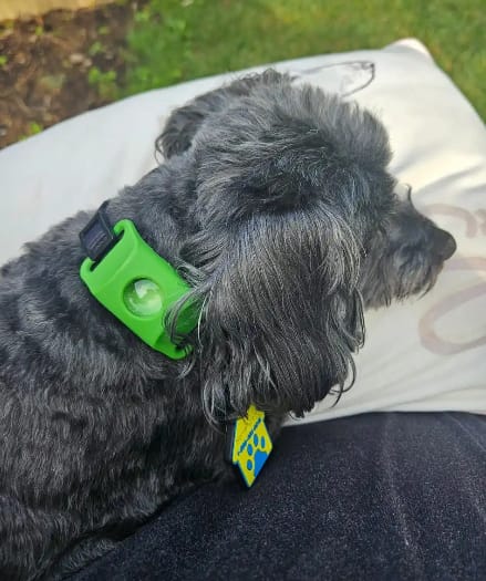 Customer photo review of PawGuardian - 12 Meses Sin Pulgas ni Garrapatas