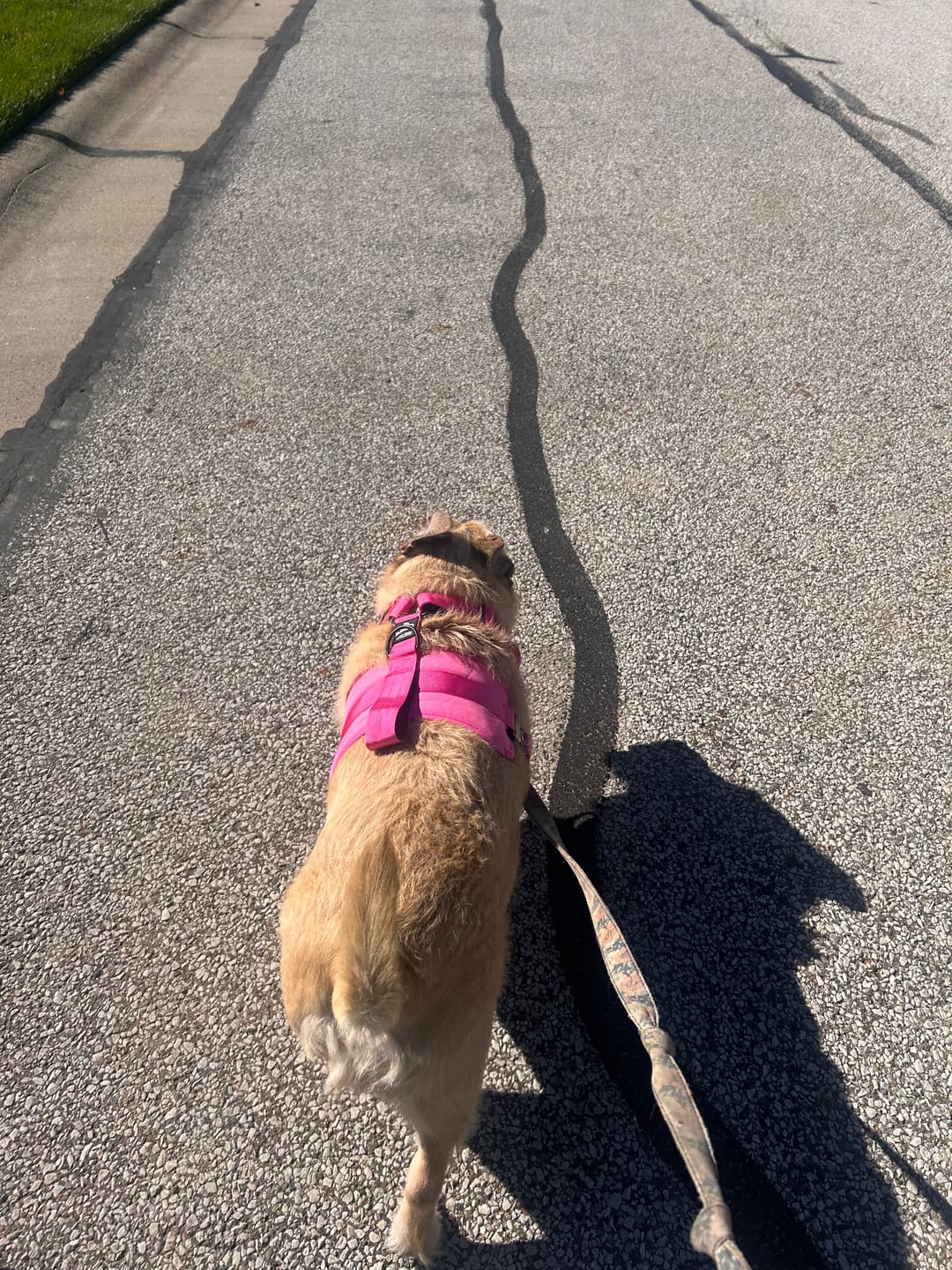 Customer photo review of No Pull Bully Proof Harness