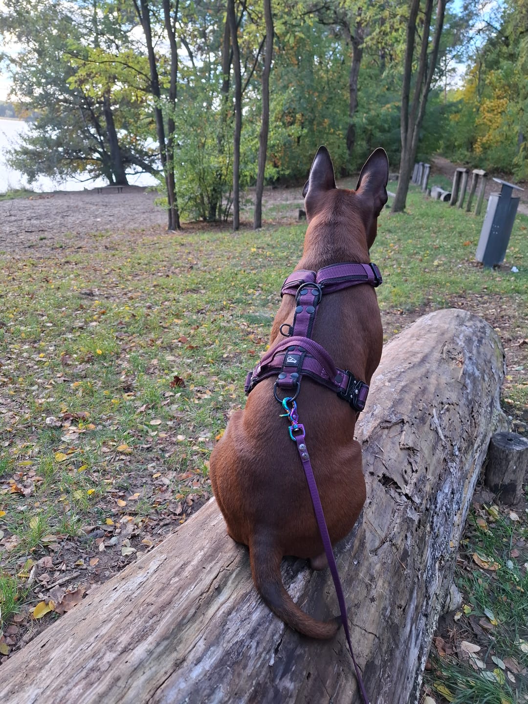 Customer photo review of Easy Walk Extreme Black Edition Plum