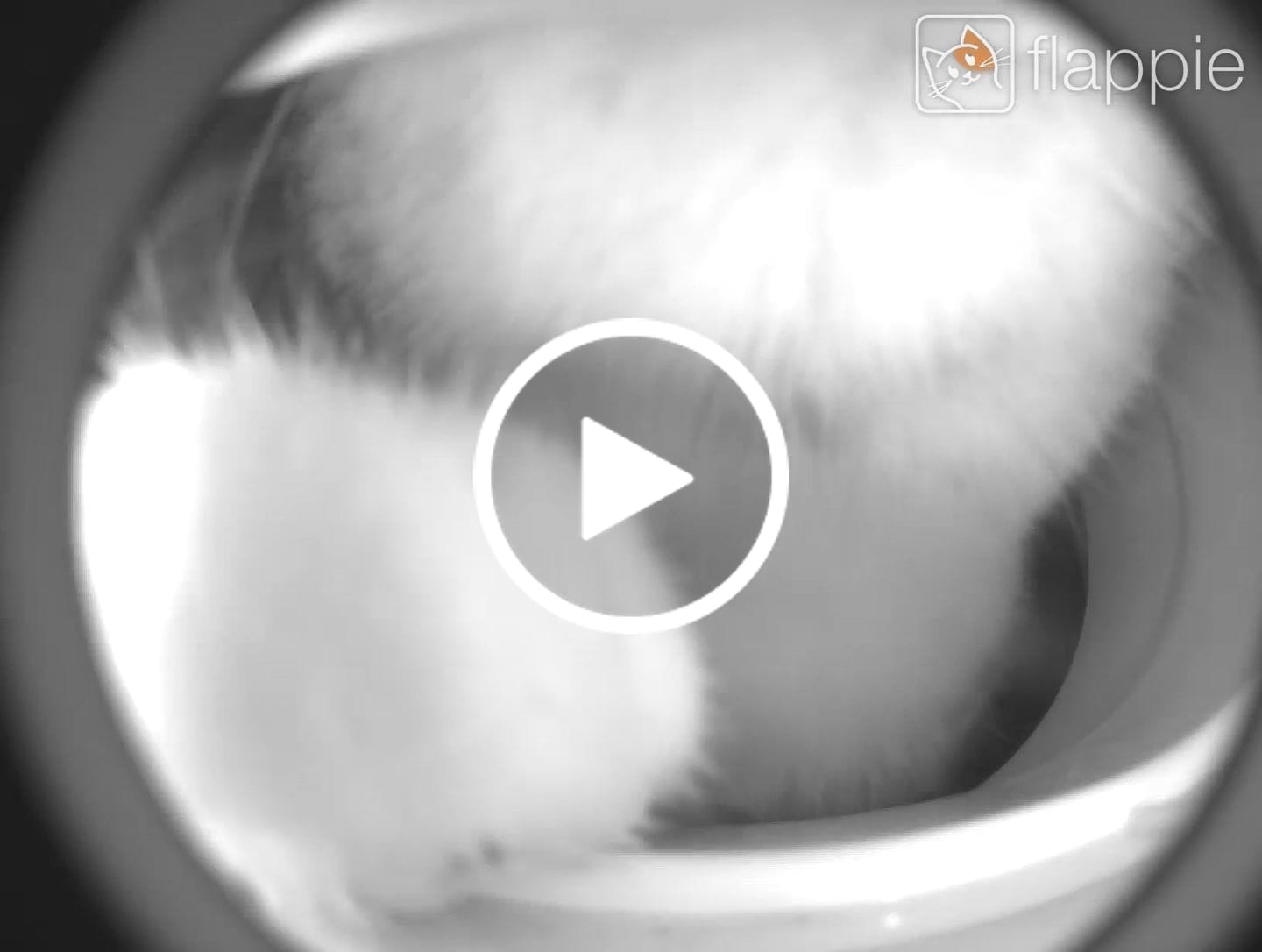 Customer video review of Flappie®