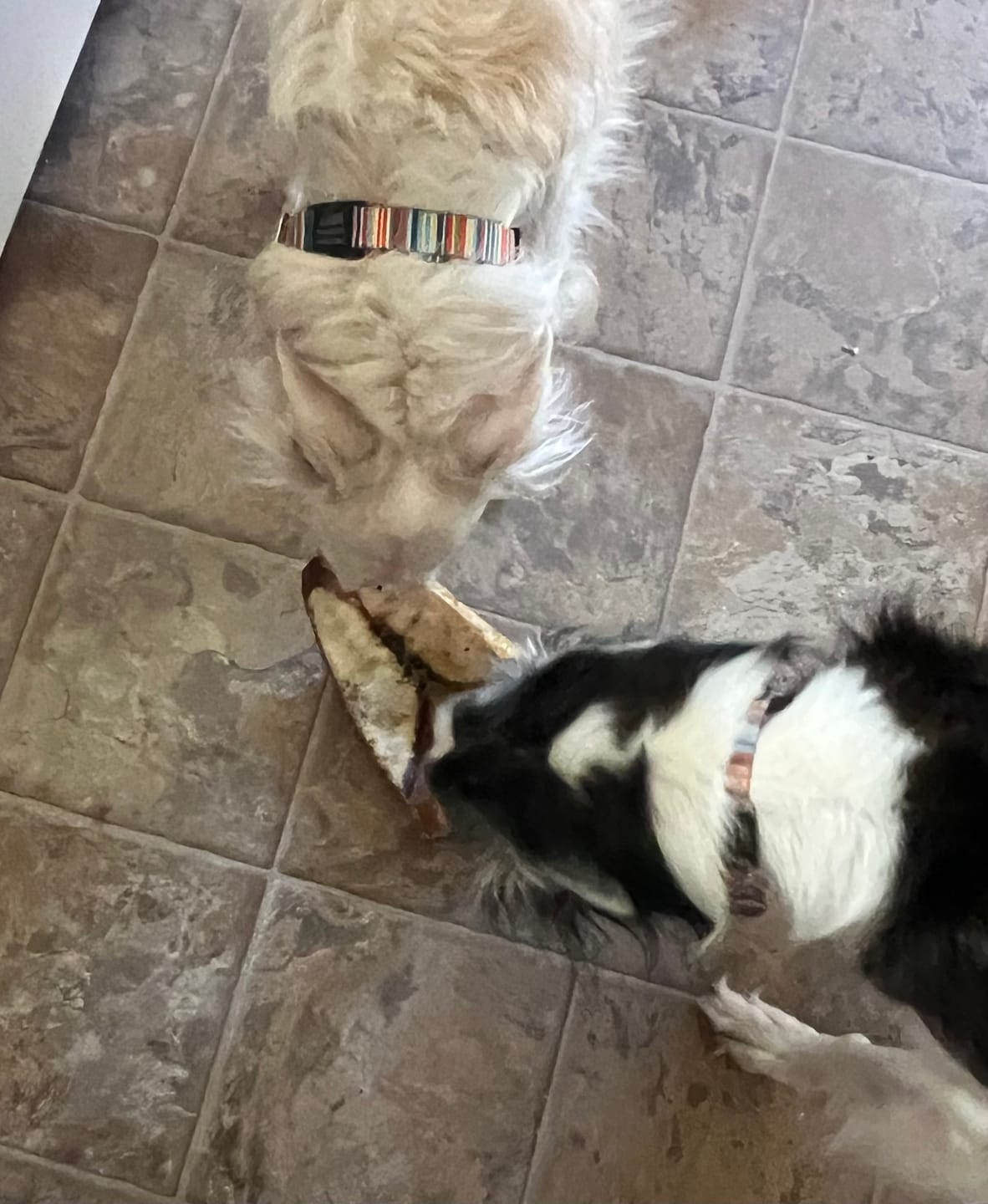 Customer photo review of Chest Bone (11" x 6"x 3”): The Durable, Flavor-Packed Chew for Light and Moderate Chewers