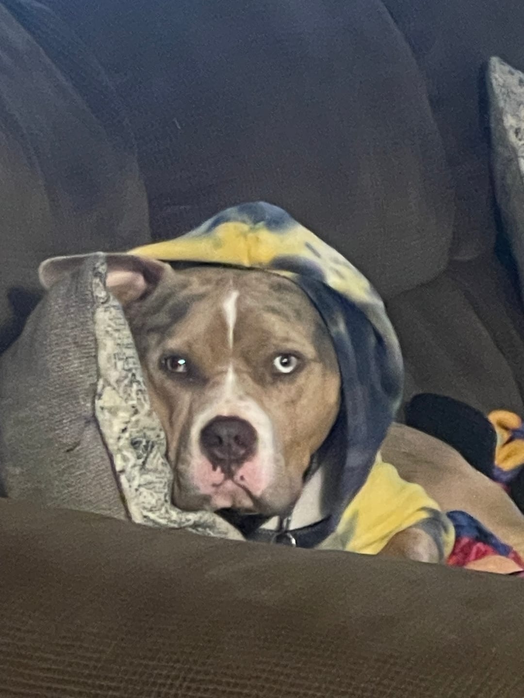 Customer photo review of Olive Cream Dog Hoodie