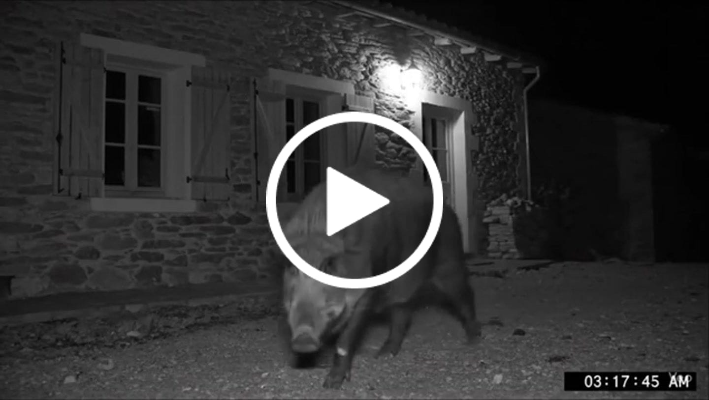 Customer video review of Siltcon® Wildcamera met Zonnepaneel 8K