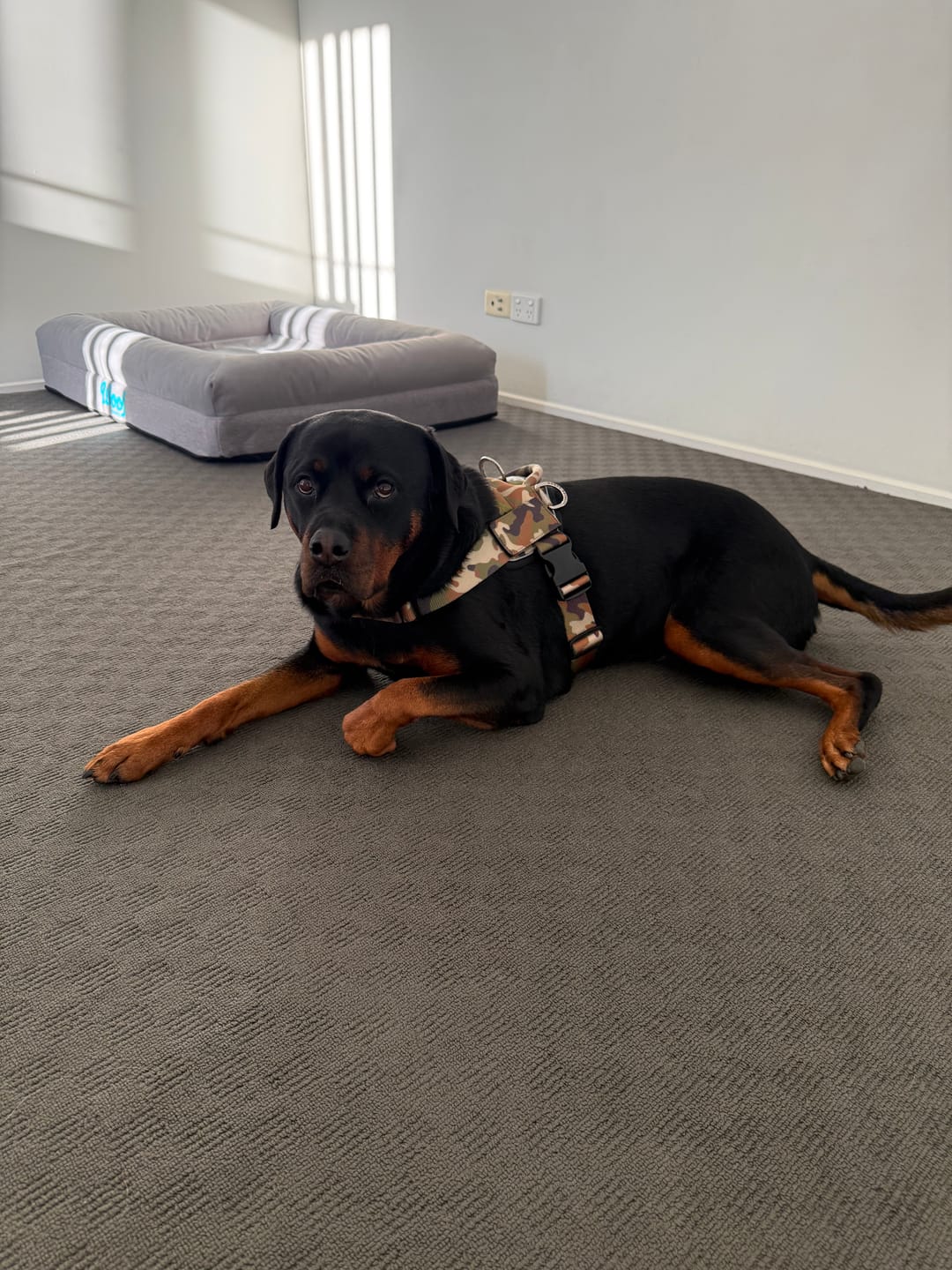 Customer photo review of Quick Fit Dog Harness - Camouflage