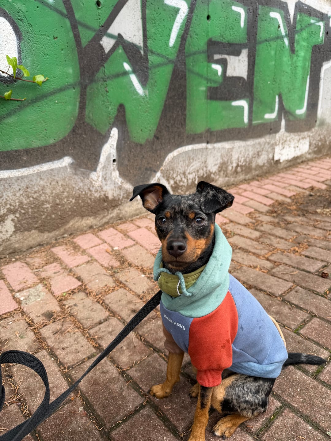 Customer photo review of Alpine Dog Hoodie