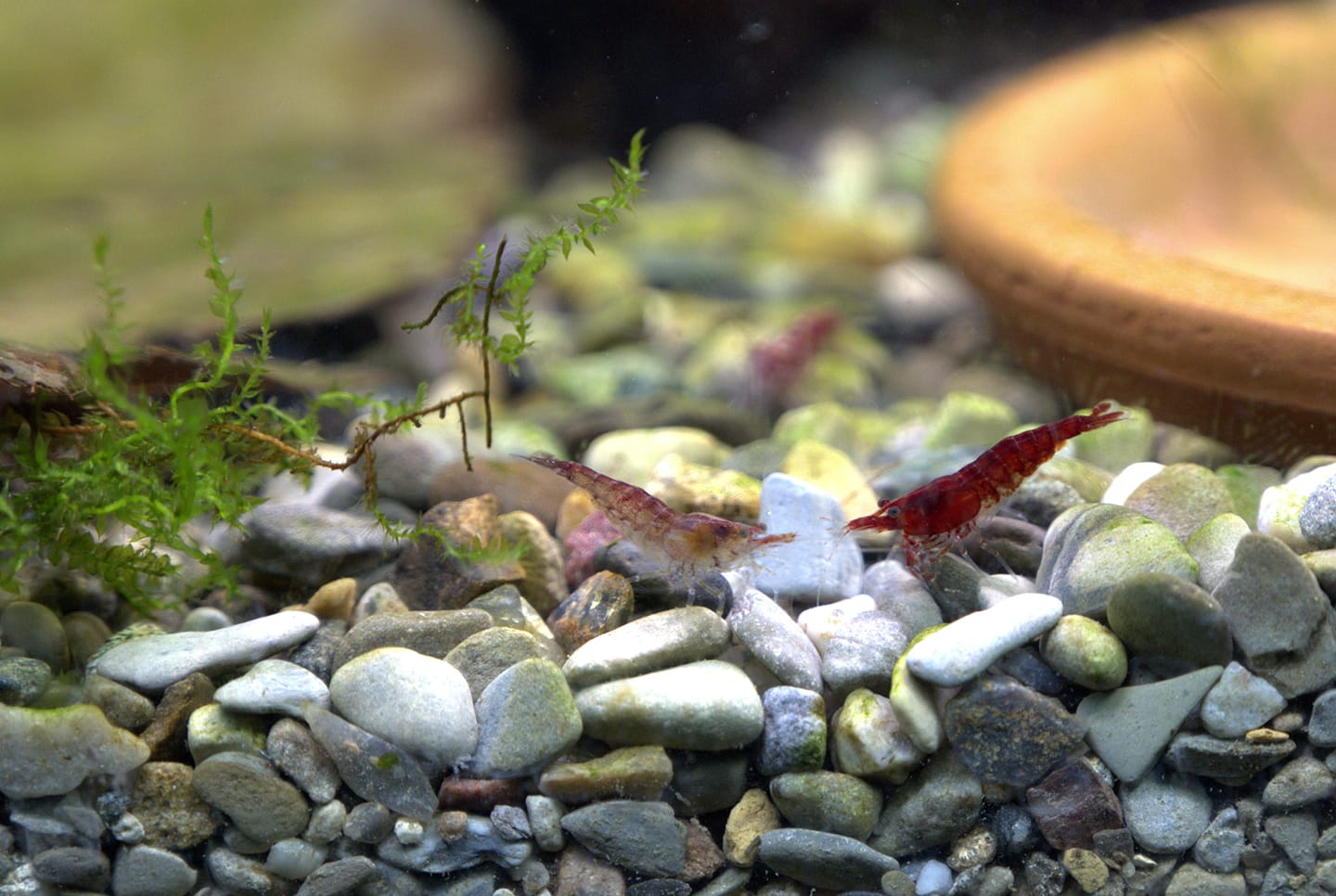 Customer photo review of Fire Red Cherry Shrimp (Bright Red Neocaridina)
