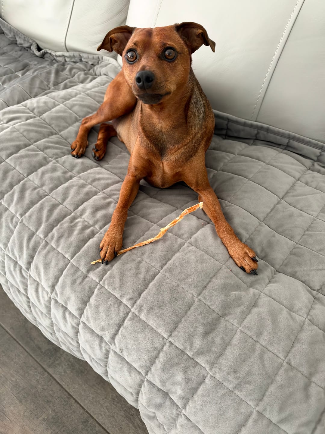 Customer photo review of 100% USA Turkey Tendons | Single-Ingredient, High-Protein Dog Chews