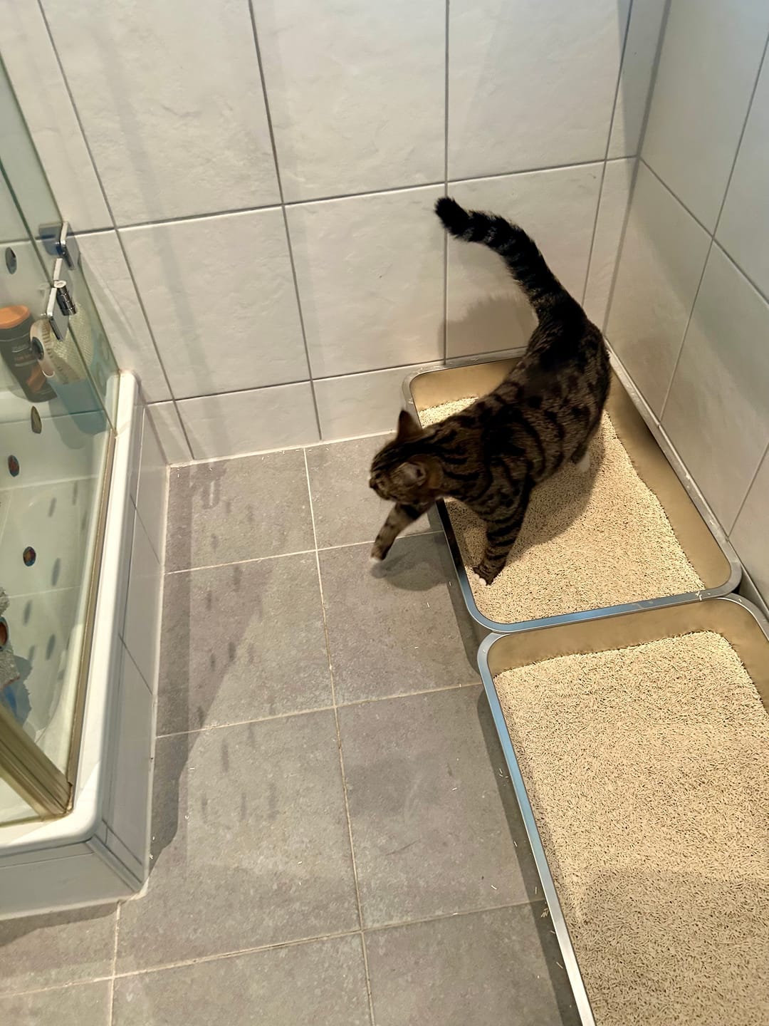 Customer photo review of Naturreines Katzenstreu