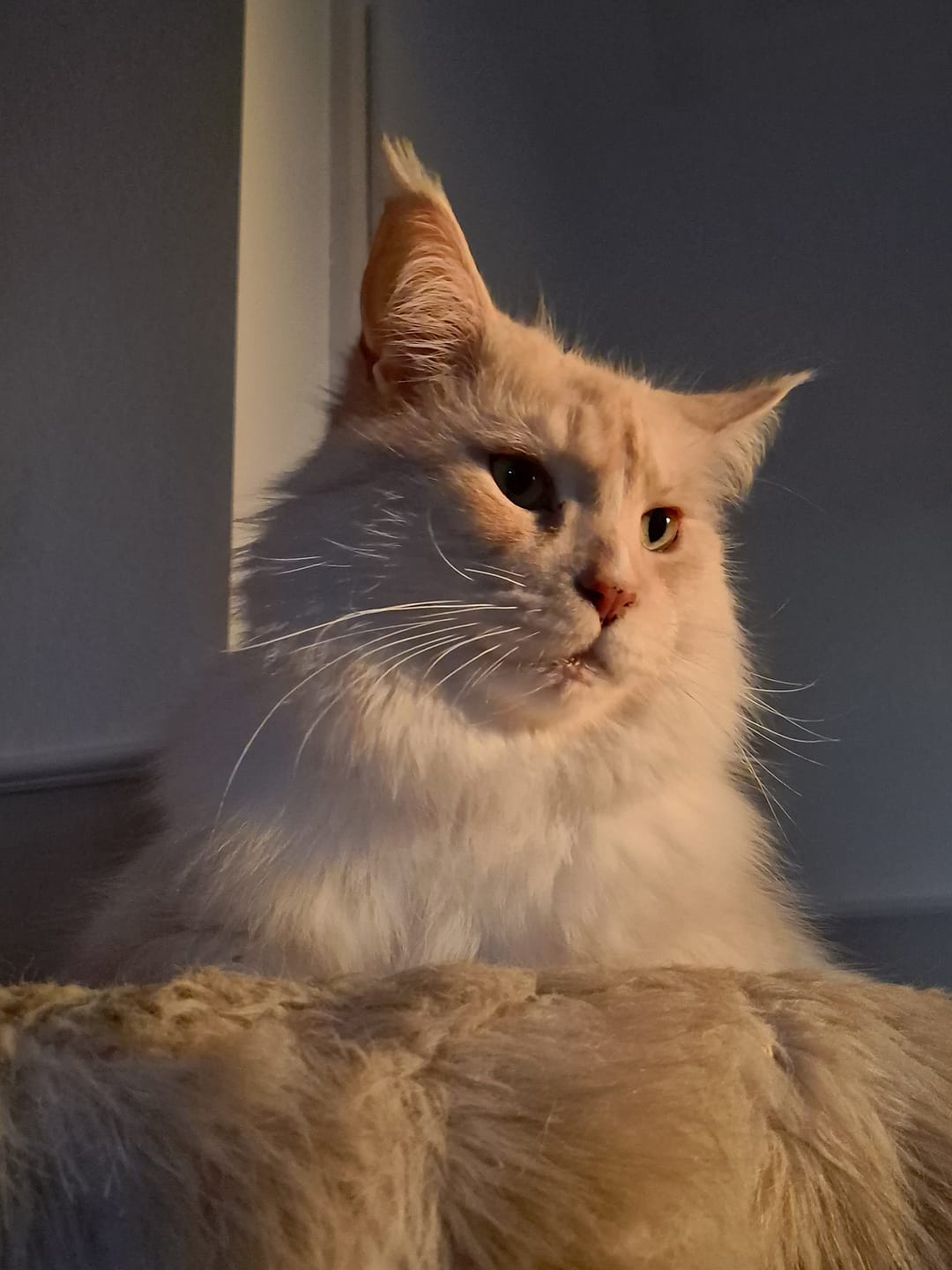 Customer photo review of Katzenstreu 2+1 Aktion