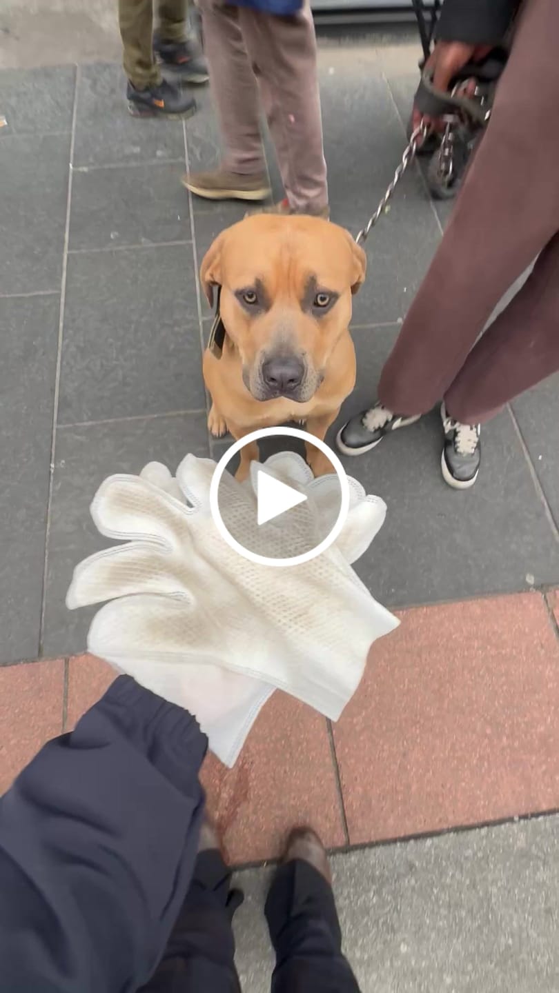 Customer video review of Fragrance Free Glove Pet Wipes for Full Body, Bum & Paws (30)