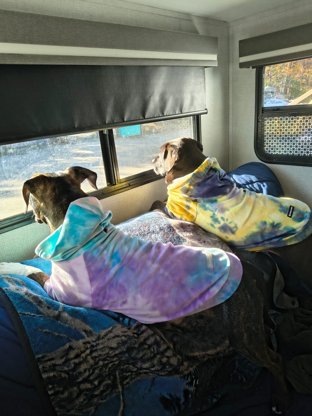 Customer photo review of Velvet Dog Hoodie - Nova